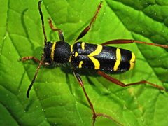 Clytus arietis