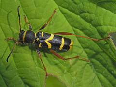 Clytus arietis