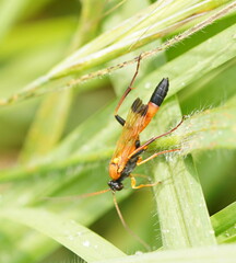 Ctenochares bicolorus