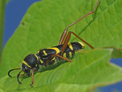 Clytus arietis