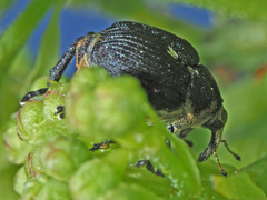 Mononychus punctumalbum