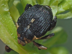 Mononychus punctumalbum