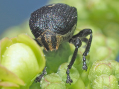 Mononychus punctumalbum