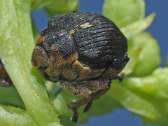 Mononychus punctumalbum