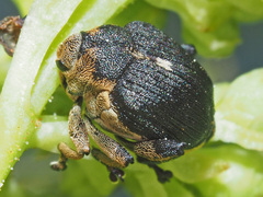 Mononychus punctumalbum