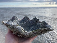 Tridacna