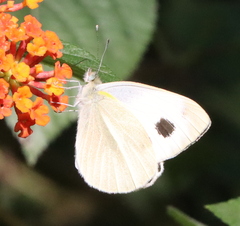 Pieris brassicae