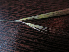 Rytidosperma setaceum
