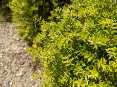 Melaleuca styphelioides