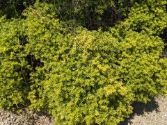 Melaleuca styphelioides