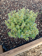 Thymus × citriodorus