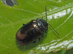 Phratora