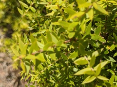 Melaleuca styphelioides