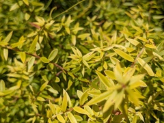 Melaleuca styphelioides
