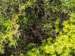 Melaleuca styphelioides