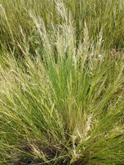 Stipa brachychaeta
