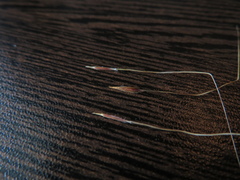 Austrostipa semibarbata