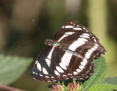 Neptis hylas