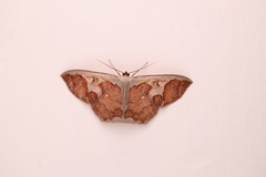 Zythos avellanea