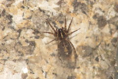 Textrix denticulata