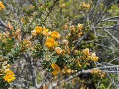 Pultenaea tuberculata