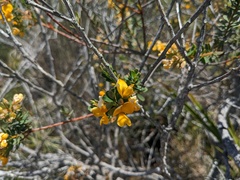 Pultenaea tuberculata