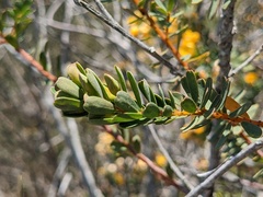 Pultenaea tuberculata