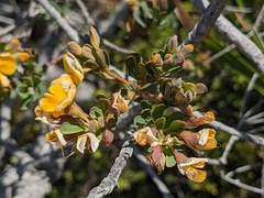 Pultenaea tuberculata