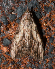 Nola pleurochorda