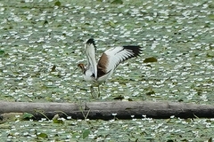 Hydrophasianus chirurgus