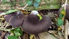 Pleurotus australis