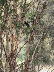 Papilio aegeus aegeus