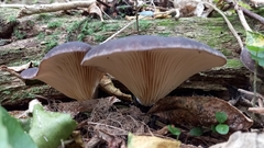 Pleurotus australis