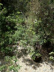 Veronica stenophylla