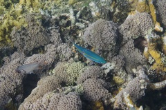 Caesio caerulaurea