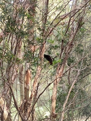 Papilio aegeus aegeus