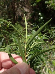 Veronica stenophylla
