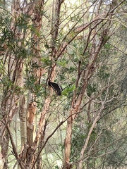 Papilio aegeus aegeus