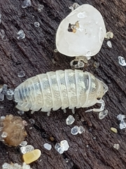 Armadillidium album