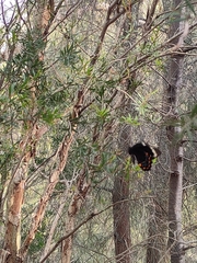 Papilio aegeus aegeus