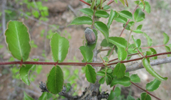 Ziziphus mucronata