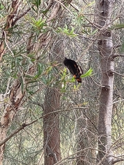 Papilio aegeus aegeus