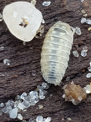 Armadillidium album