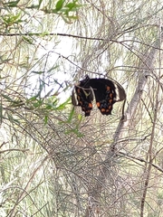 Papilio aegeus aegeus