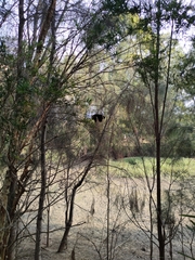 Papilio aegeus aegeus