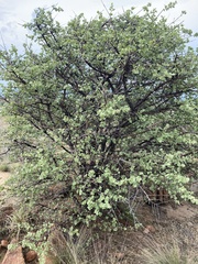 Vangueria parvifolia