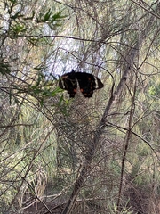 Papilio aegeus aegeus