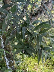 Buddleja salviifolia