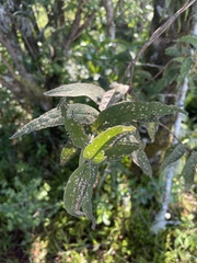 Buddleja salviifolia