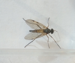 Rhagionidae